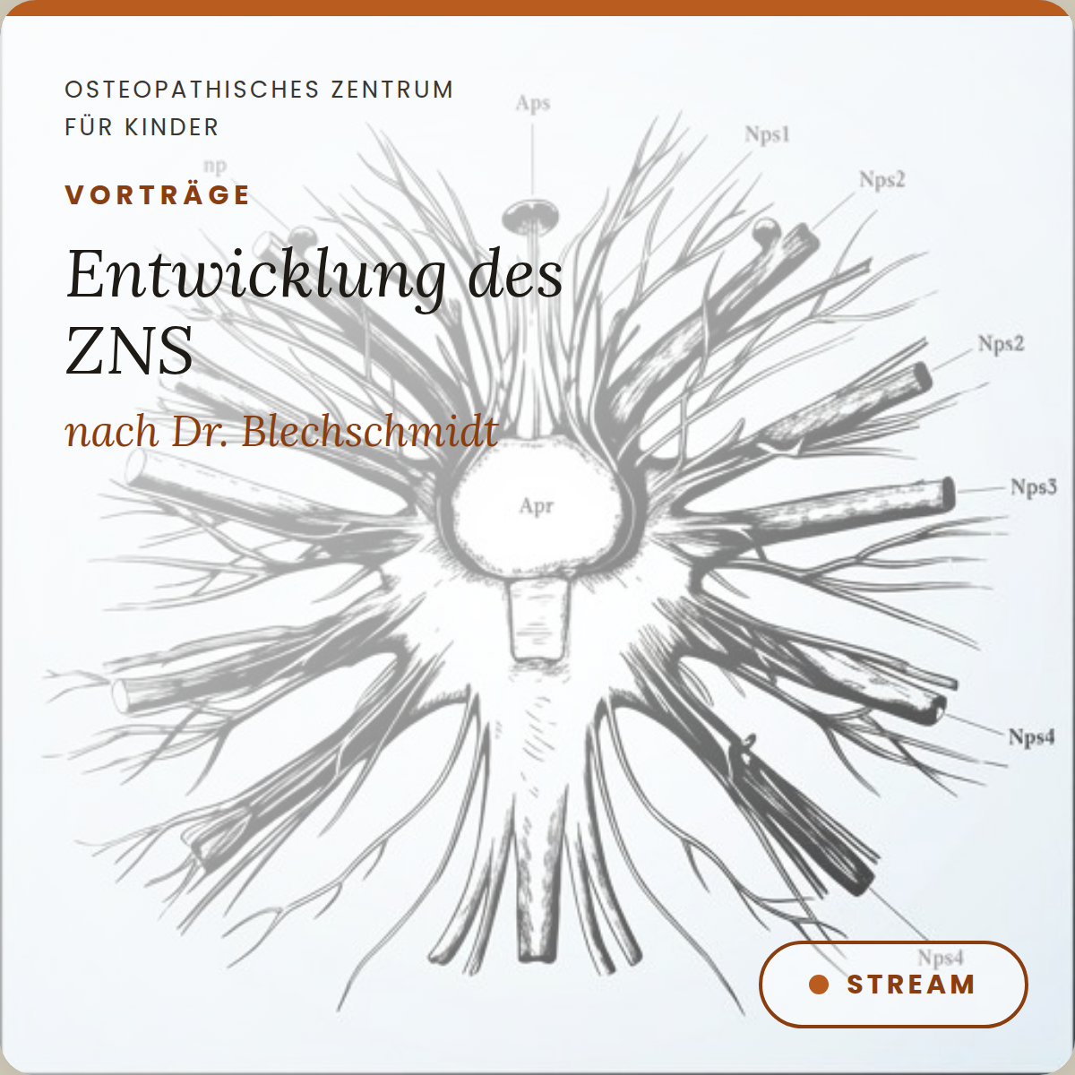 VT07 Vortrag zur Entwicklung des Nervensystems nach Dr. Erich Blechschmidt