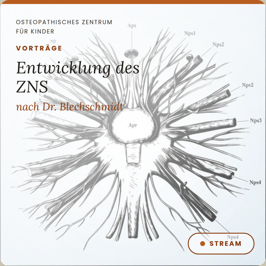 VT07 Vortrag zur Entwicklung des Nervensystems nach Dr. Erich Blechschmidt